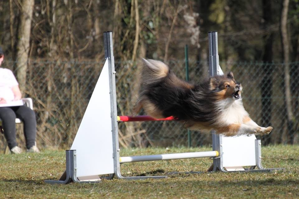 Sylviane et Fly arrtent l'agility !